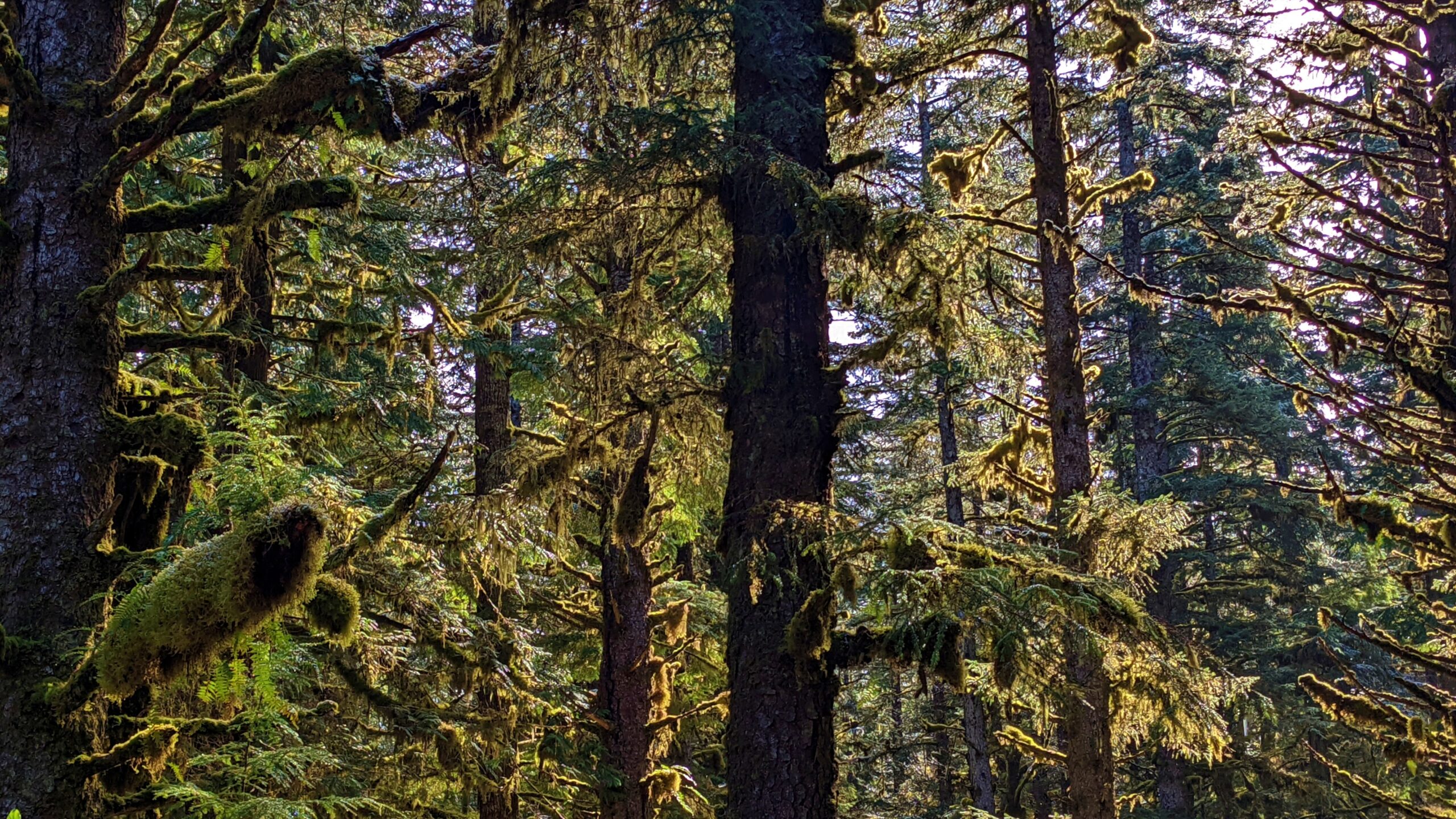 Masset Cemetery Road Beach Access Trail