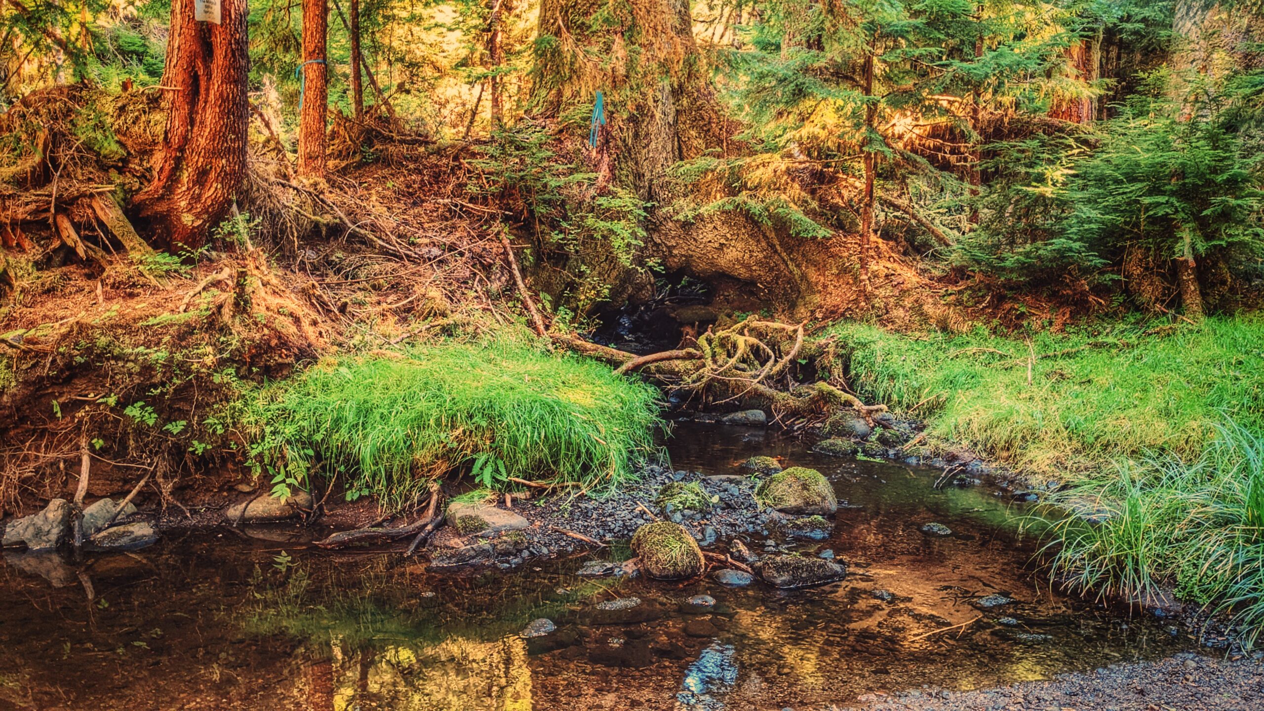 Experience a Magical Hike at Monique Creek Trail