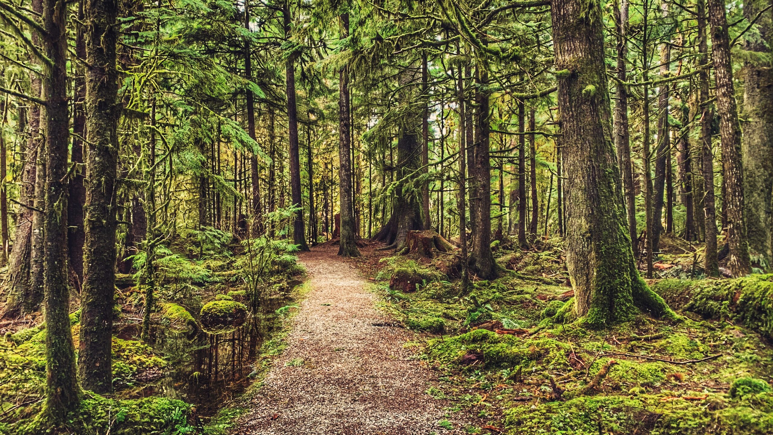 Golden Spruce Trail – Old Growth Forest within the Yaaguun Gandlaay Conservancy