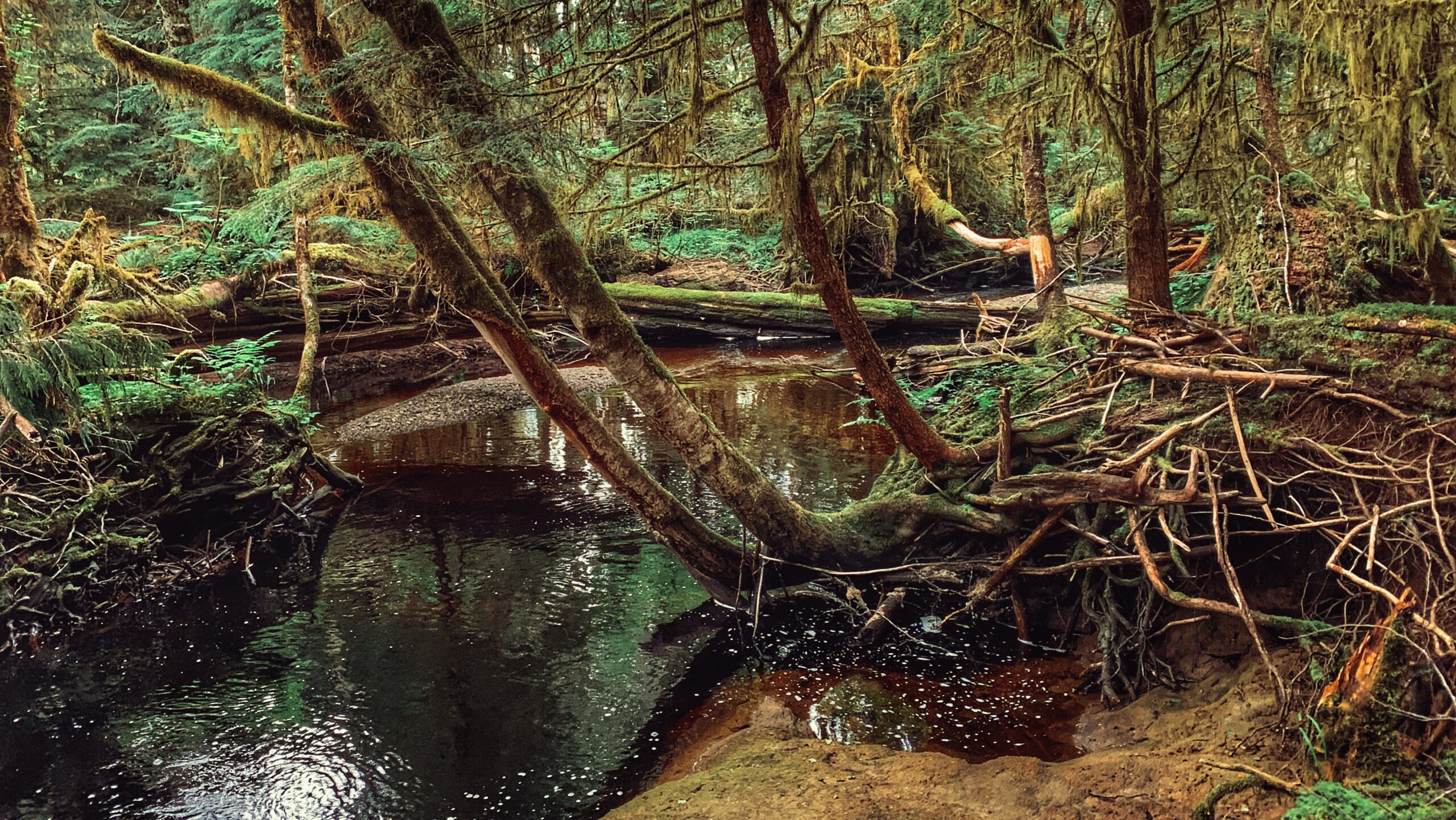 Roughing It Out at Three Mile Creek Trail