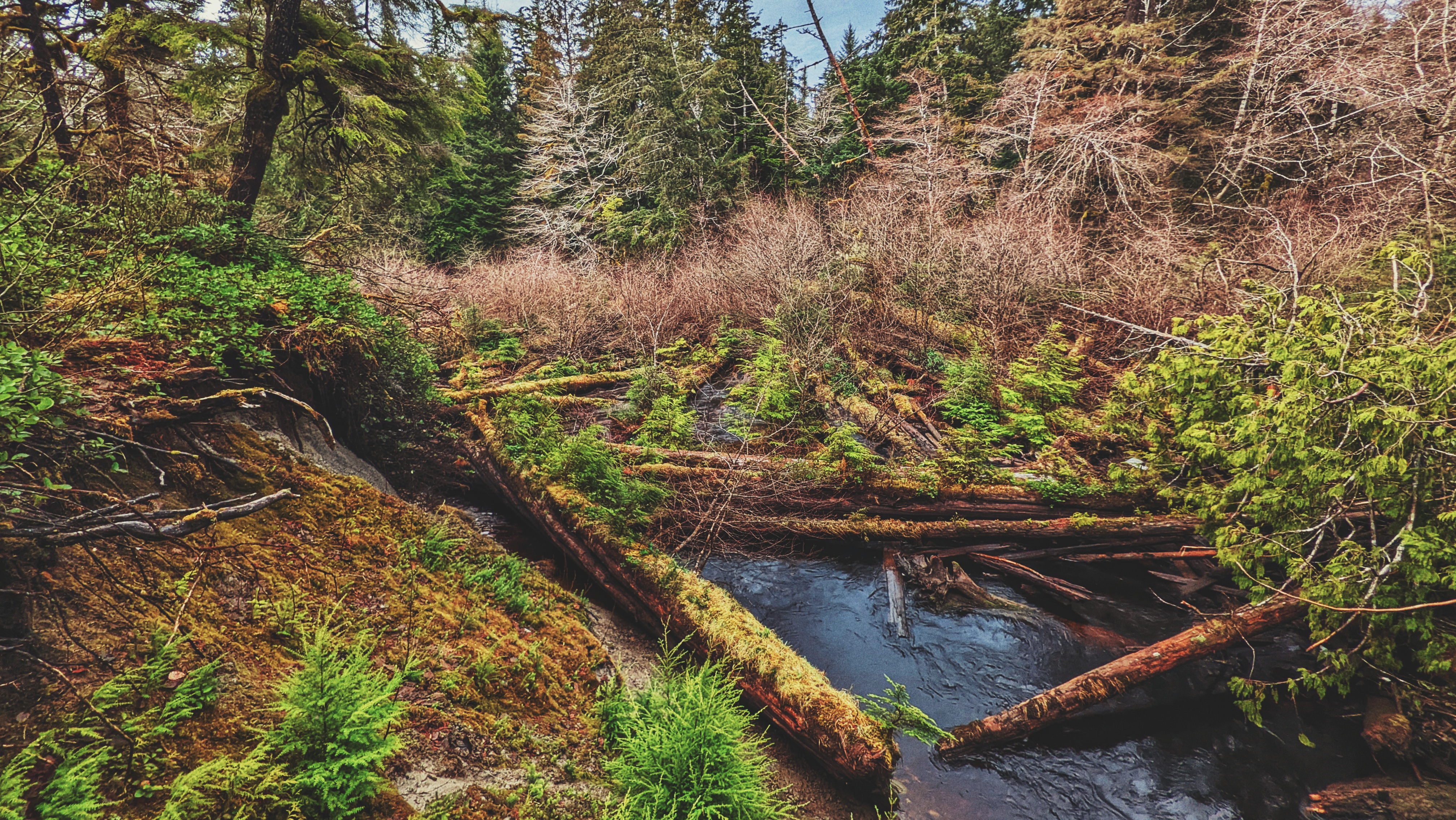 Anvil Trail Log Jam