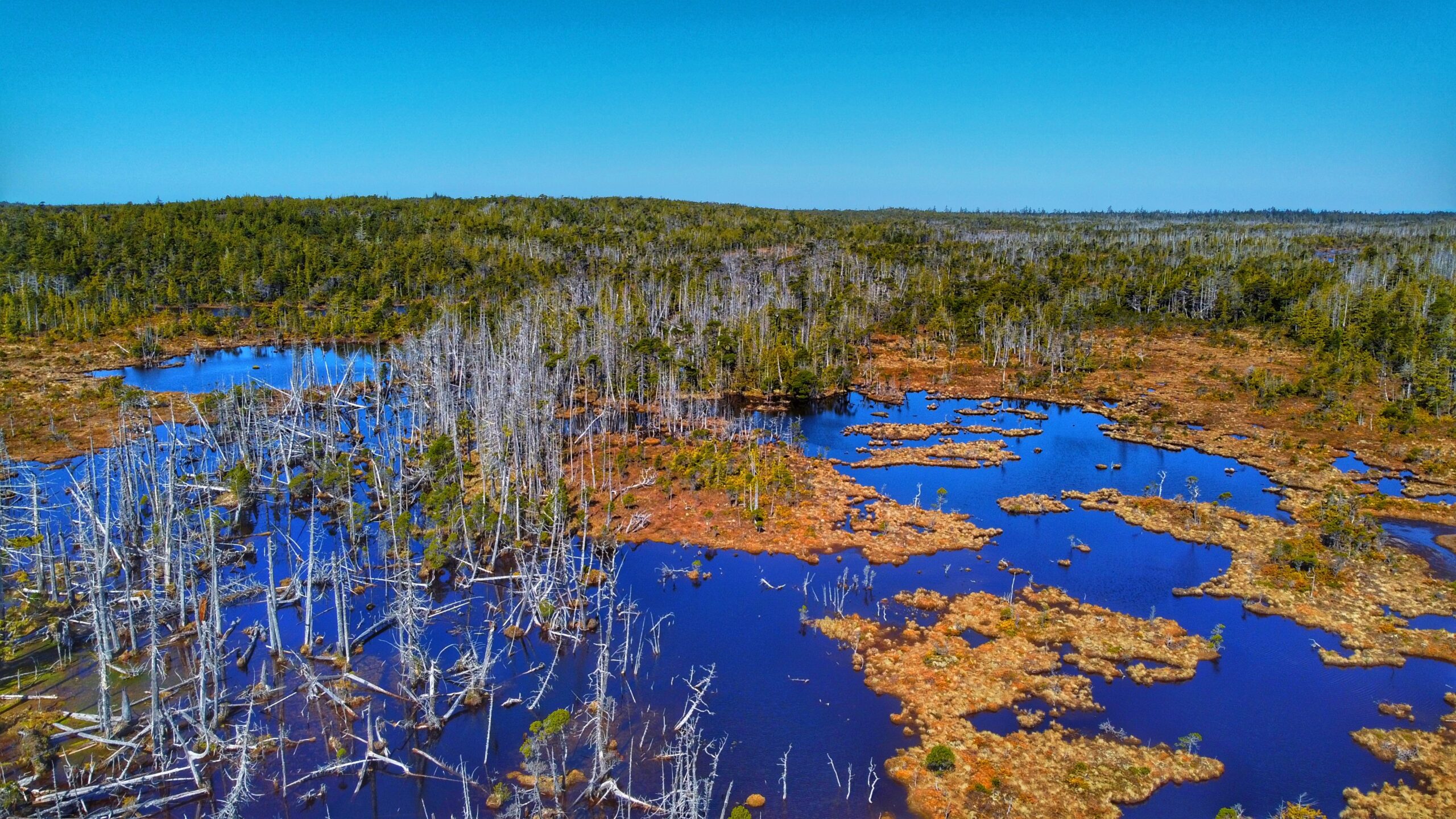 Serengeti of Haida Gwaii – White Creek Trail