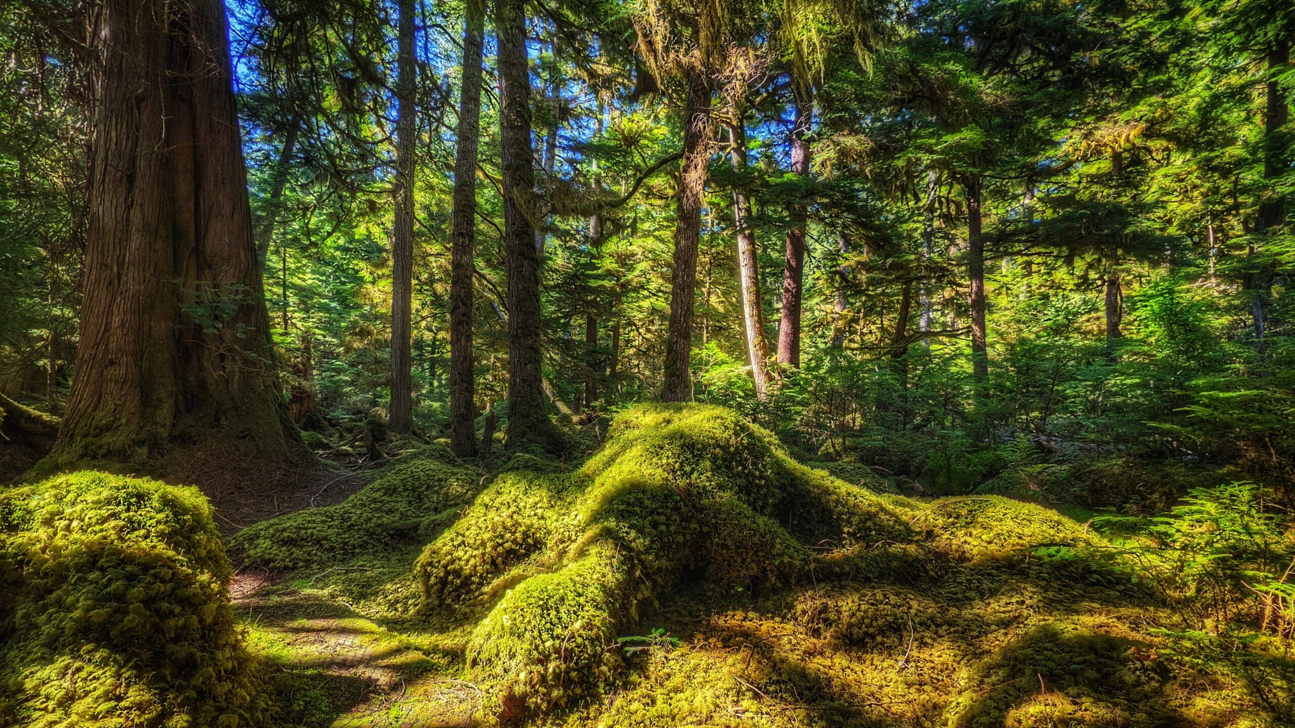 Windy Bay Trail