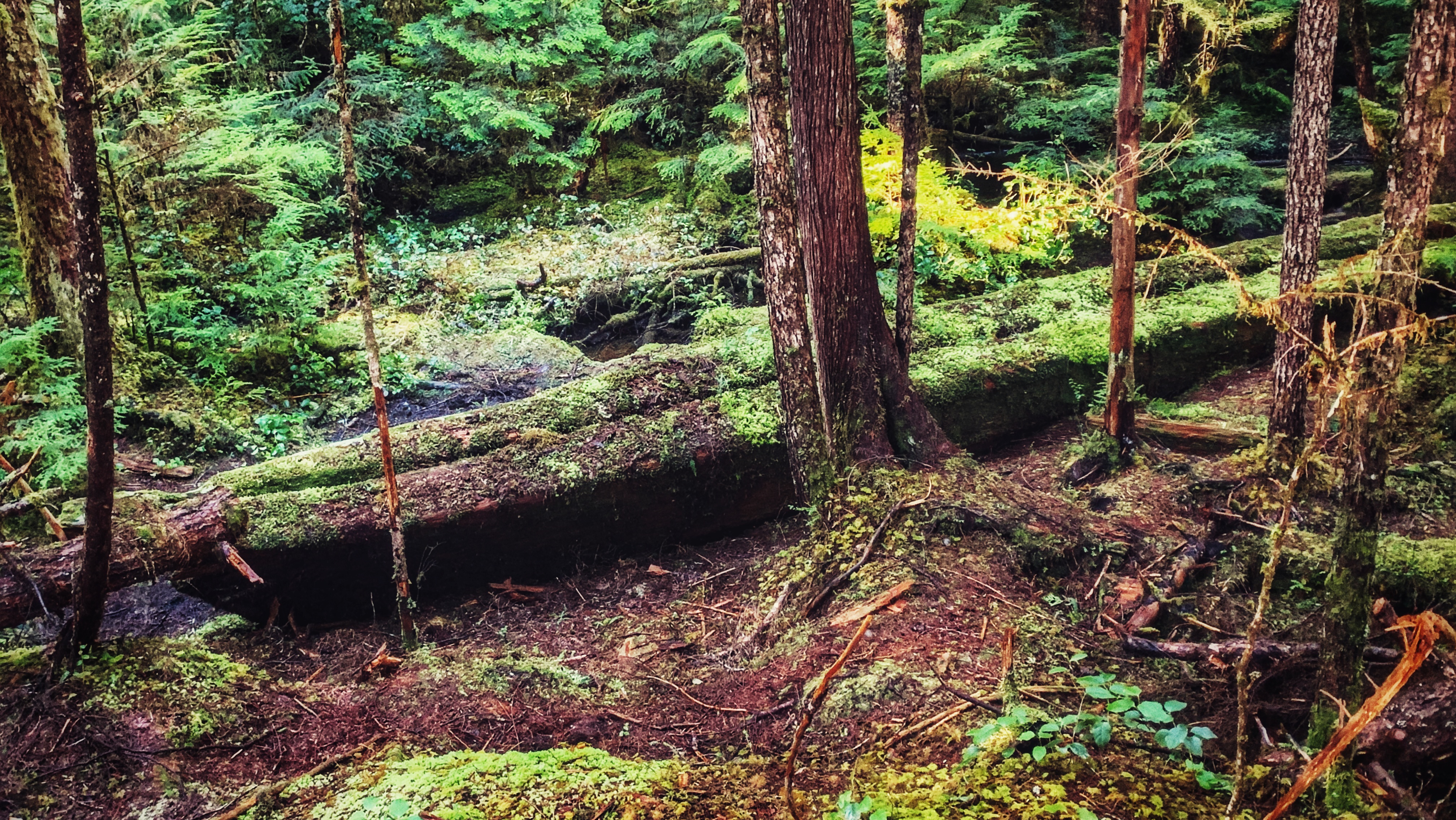 Forest & Canoes  – Haida Canoe Trail #2