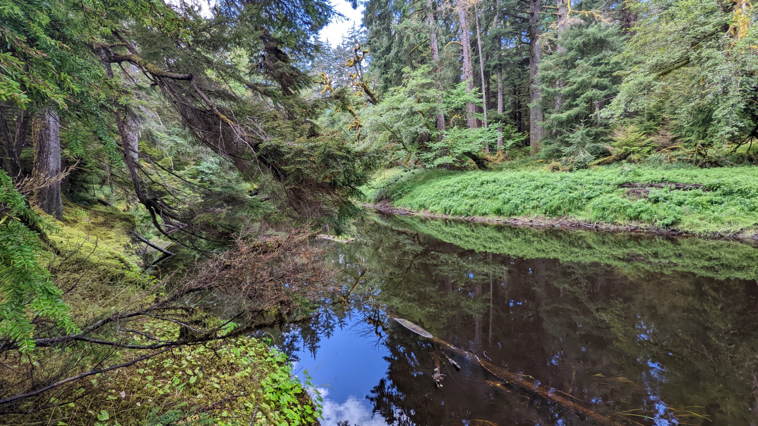 Old Growth Alley: The “Forgotten” Trail