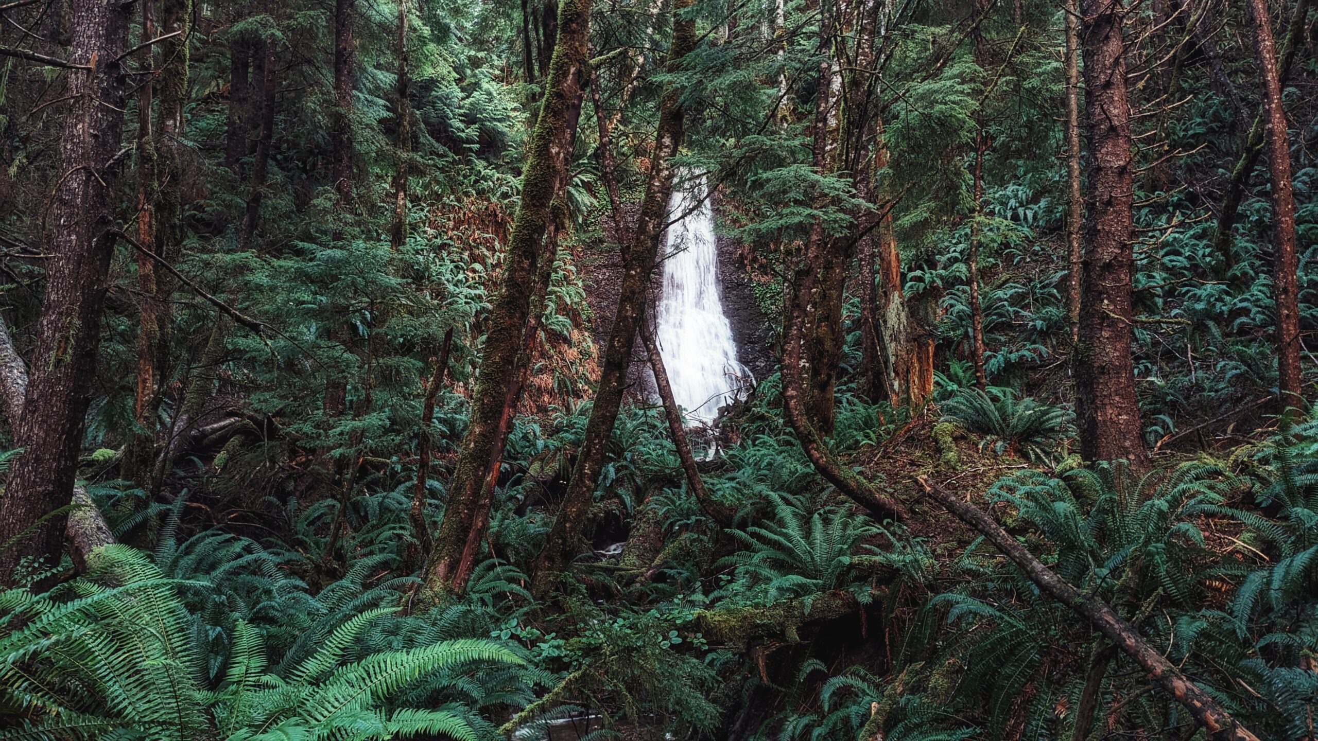 Within Reach – Moresby Waterfall Trail