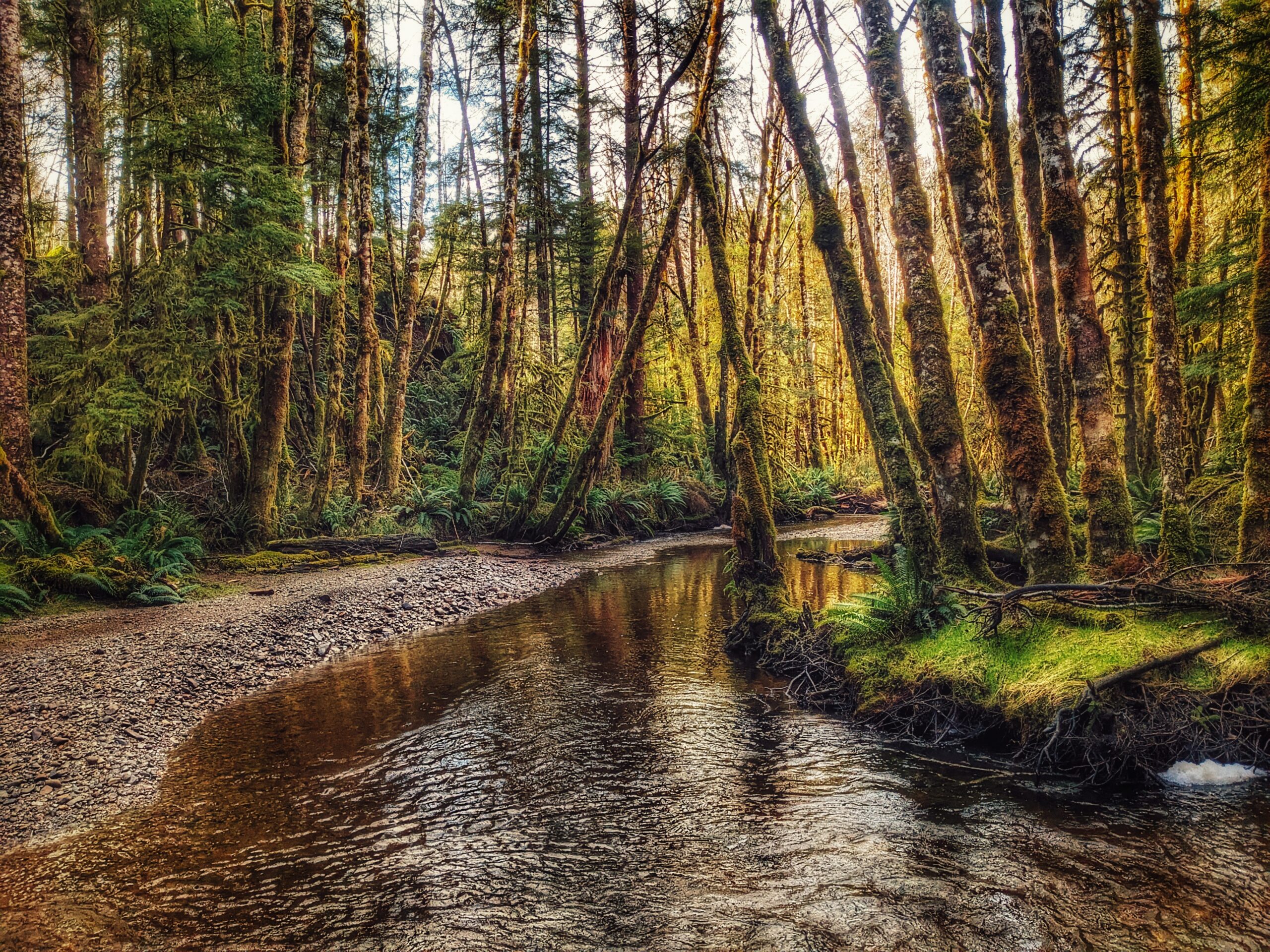 Sachs Creek Trail: A Lovely Wilderness Hike