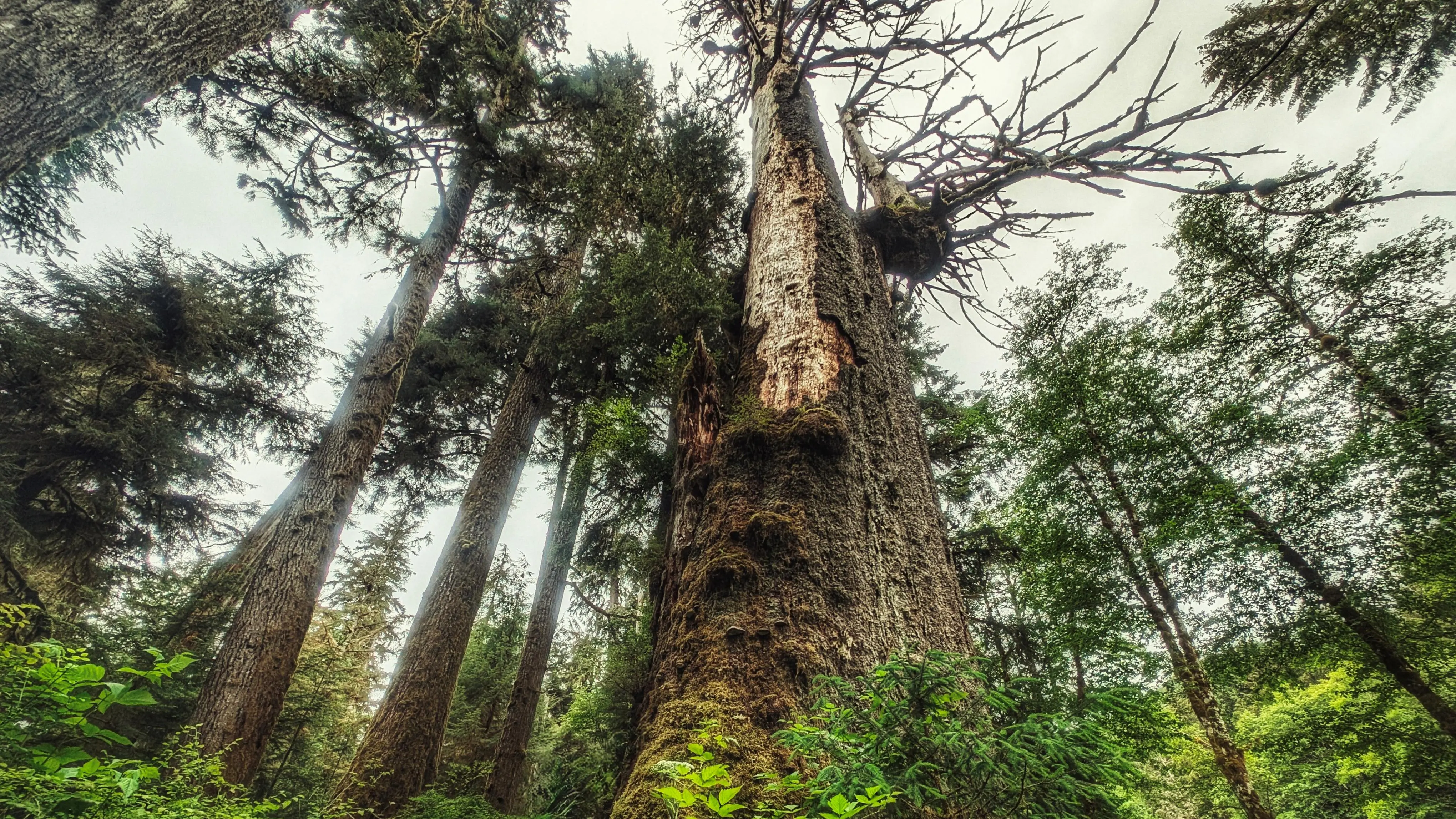 Yakoun Old Growth Sitka Spruce Grove