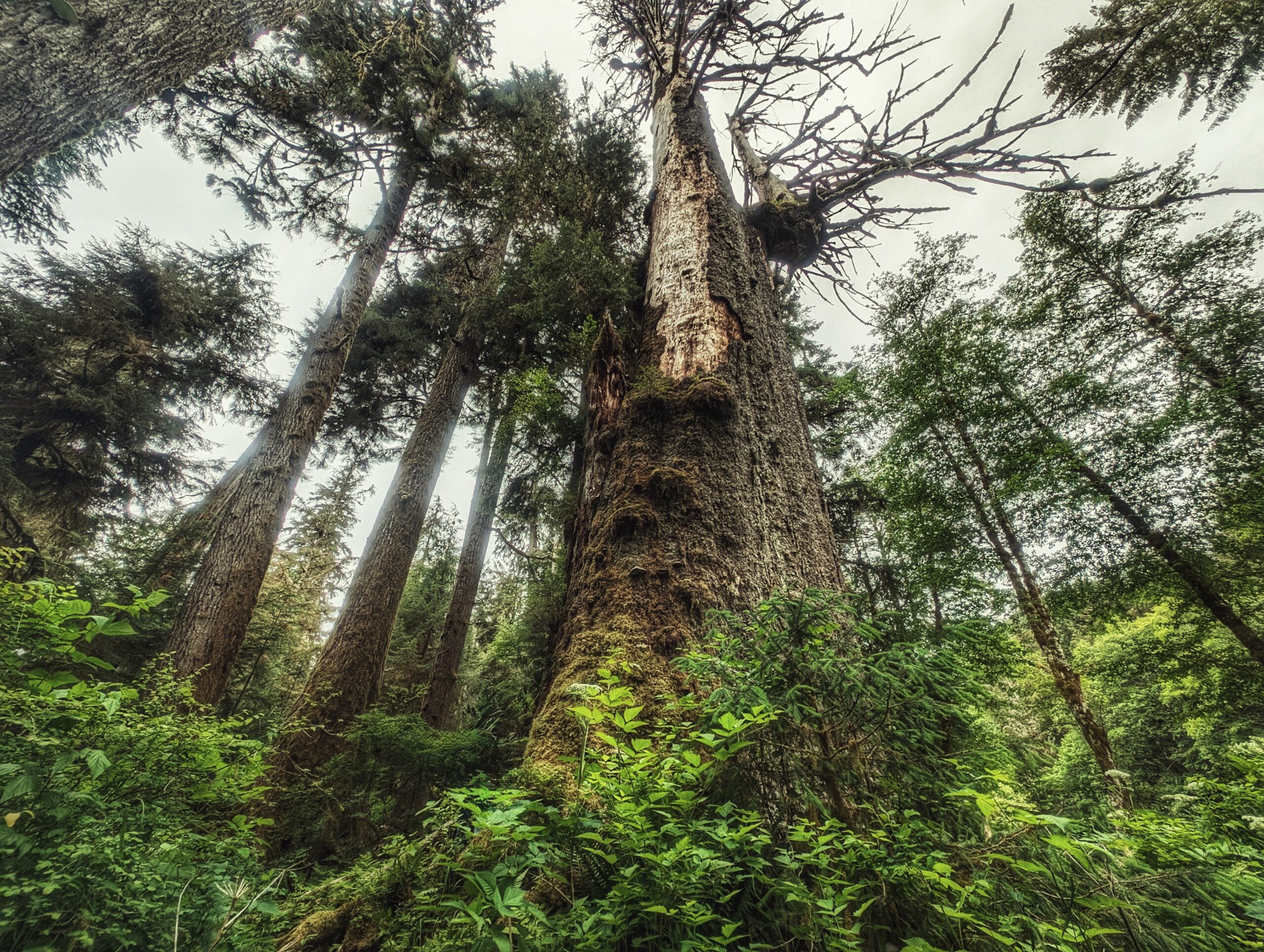 Yakoun Old Growth Sitka Spruce Grove