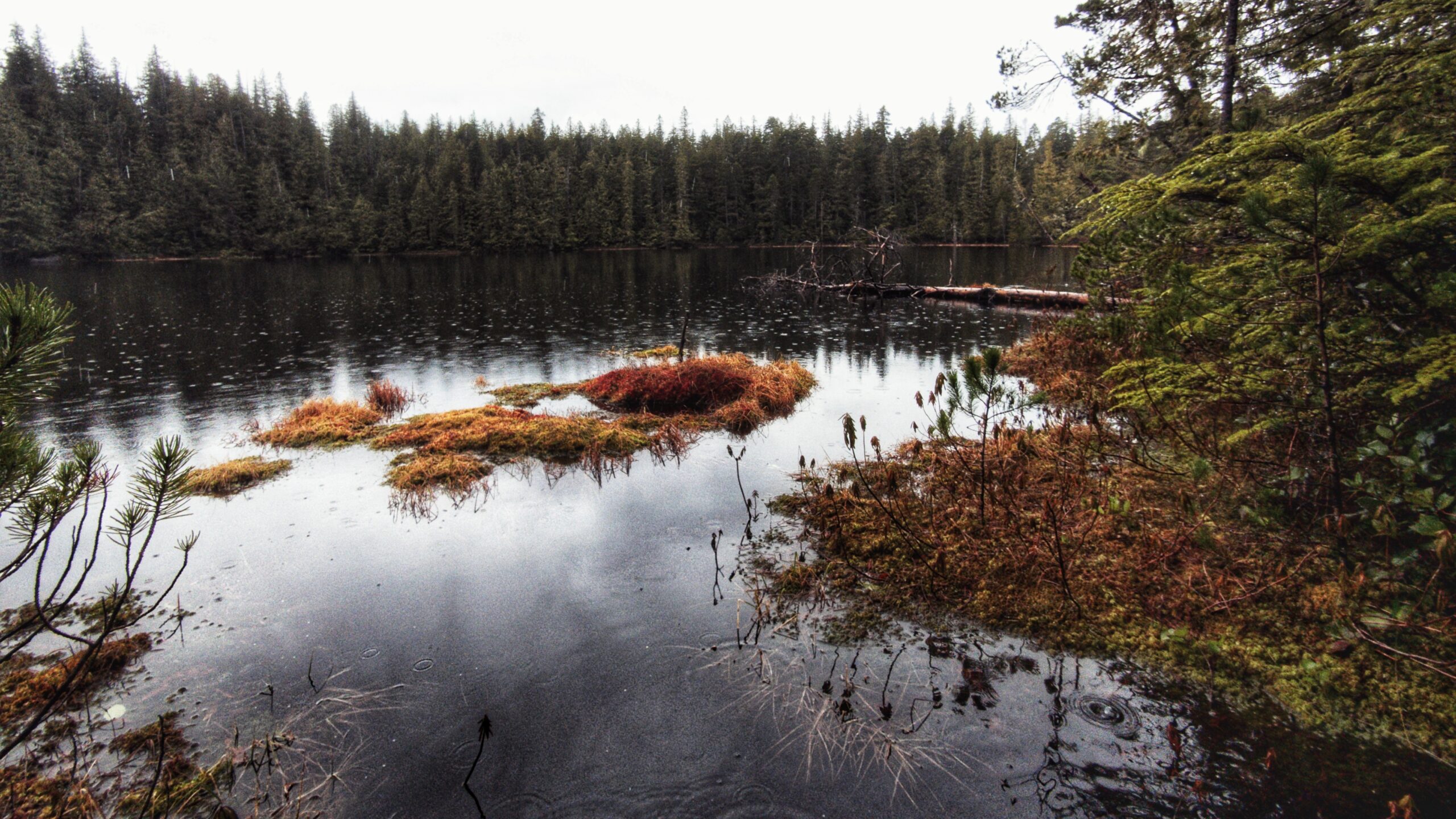 Canoe or Rat Lake Trail- Ancient Haida Canoes and CMTs